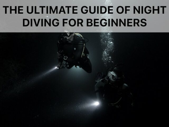 The Ultimate Guide of Night Diving for Beginners