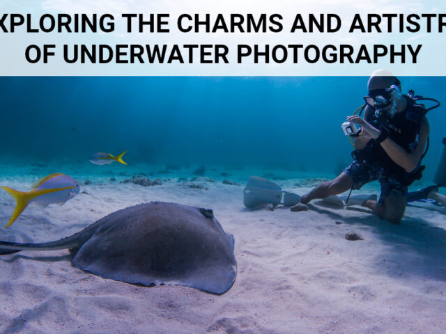 Exploring the Charms and Artistry of Underwater Photography