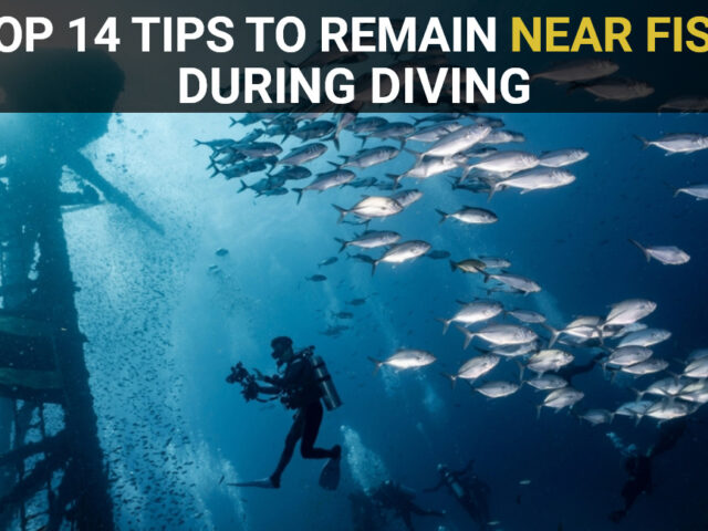  Top 14 Tips to Remain Near Fish During Diving
