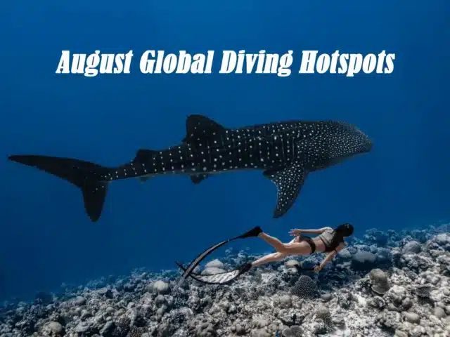 August Global Diving Hotspots