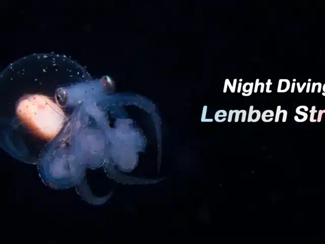 Night Diving in Lembeh Strait: An Unseen Underwater World