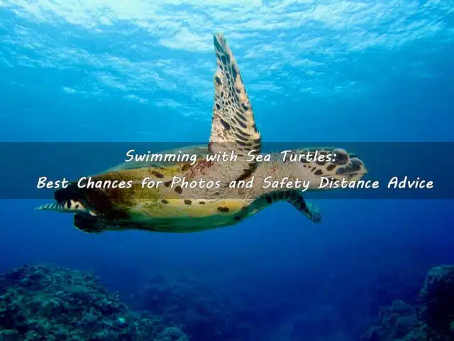 Swimming with Sea Turtles: Best Chances for Photos and Safety Distance Advice