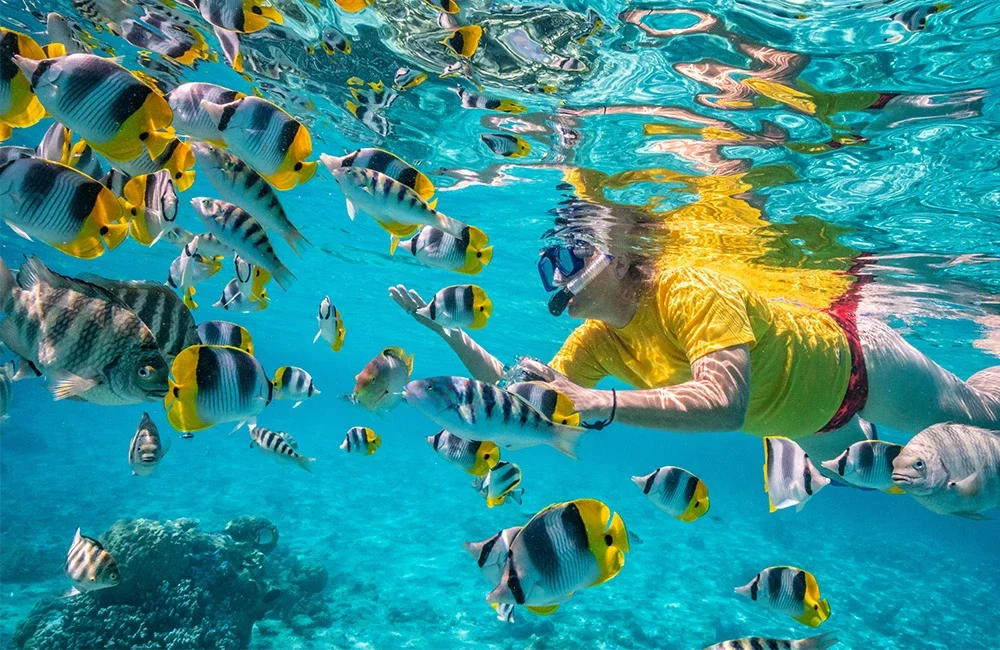 blog-undersea creatures blog-undersea creatures